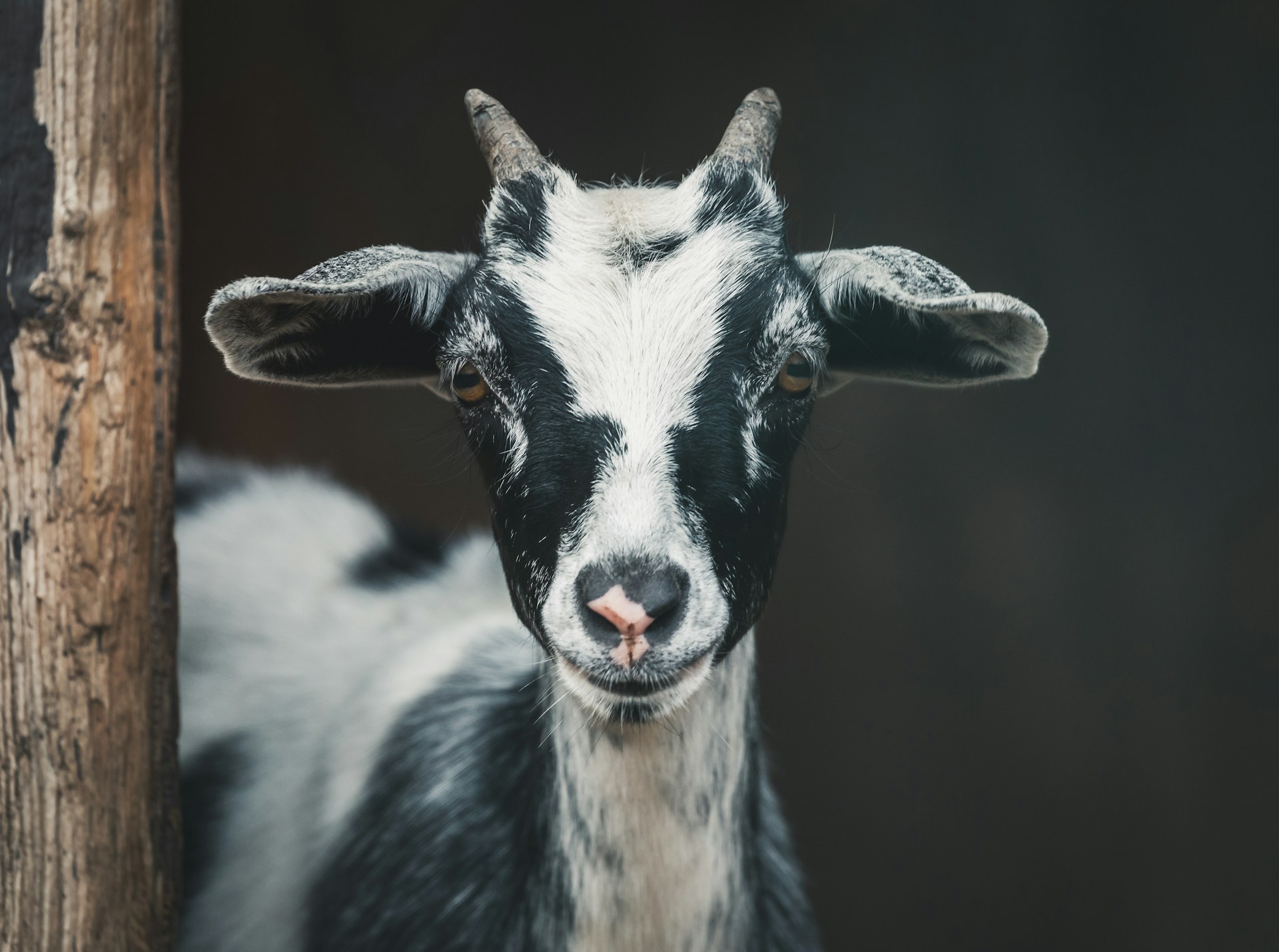 A goat looking right at you.